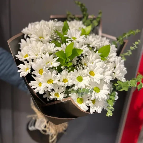 Canlı Beyaz Papatya