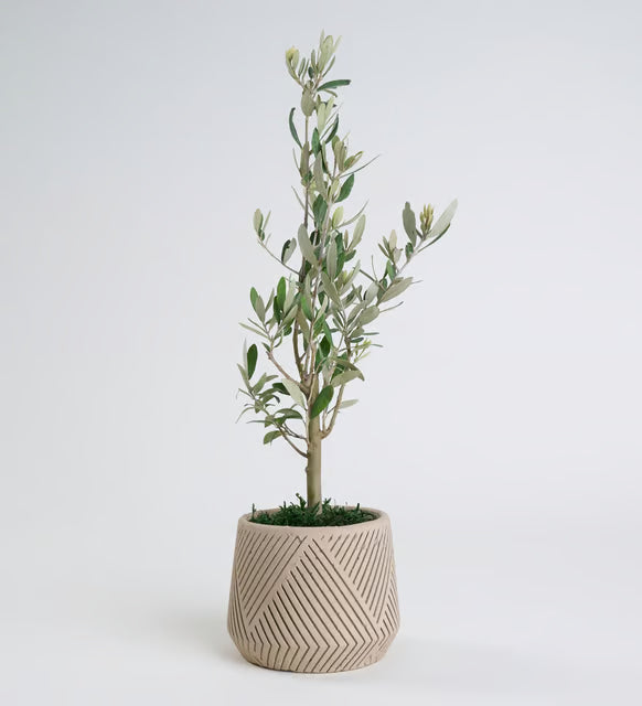 Geometrik Çizgili Saksıda Zeytin Ağacı Bonsai