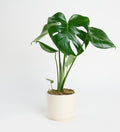 Monstera